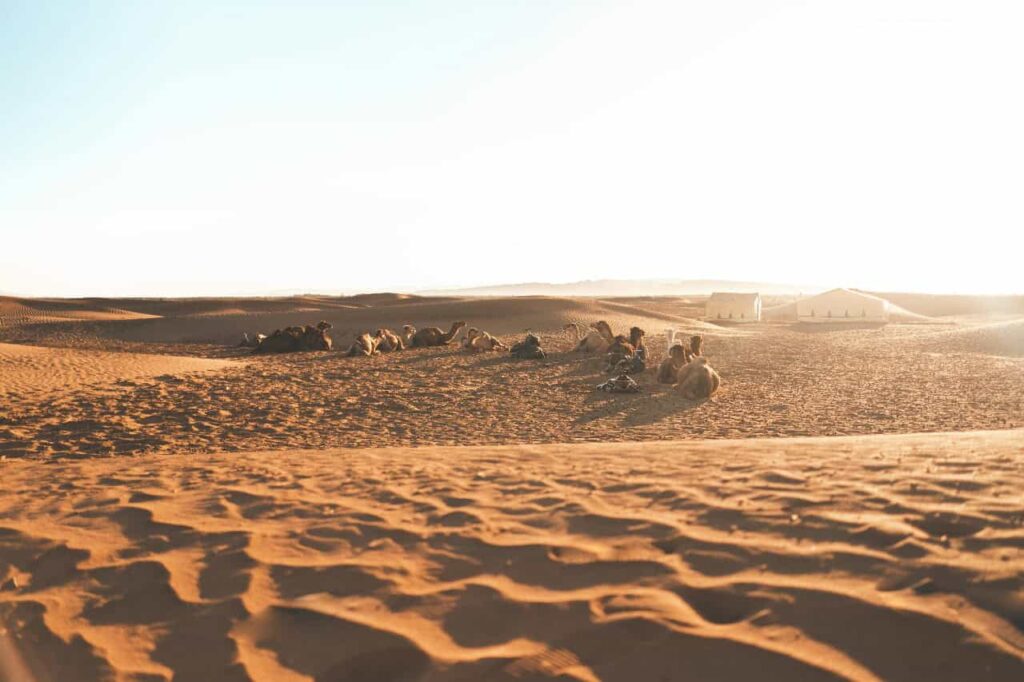 2 Days Tour From Marrakech To The Zagora Desert