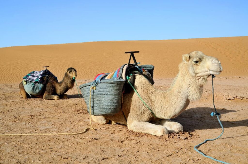 2 Days Tour From Marrakech To The Zagora Desert