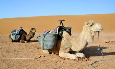 2 Days Tour From Marrakech To The Zagora Desert