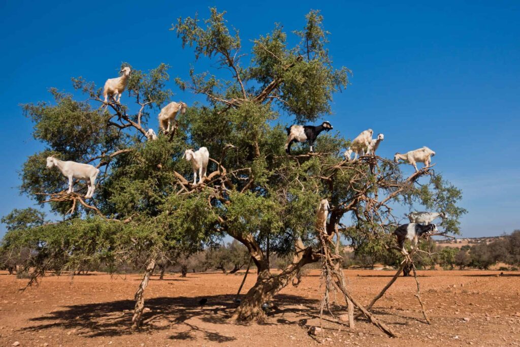 Day Trip from Marrakech to Essaouira