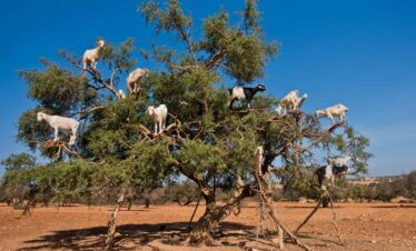 Day Trip from Marrakech to Essaouira